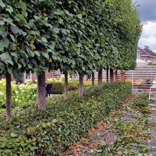 Verzorging en onderhoud
